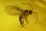Three Fossil Flies (Diptera) In Baltic Amber #197757-2